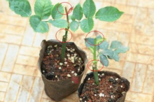 花卉植物怎么整形修剪？花卉整形技术方法有哪些？
