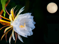 昙花居然可以吃！看看昙花究竟可以怎样食用吧！