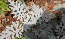 雪叶莲怎么养?这样养雪叶莲，看起来像是染上一层霜!