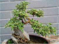六月雪图片大全！雪花满树，雅洁可爱的六月雪介绍！