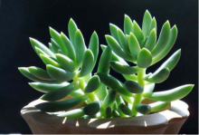 千佛手图片大全!这么奇特又有价值的多肉植物千佛手怎能不认识呢?