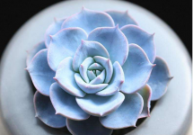 蓝石莲图片大全!多肉蓝石莲的奇特之处你都知道吗?
