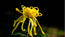 菊花除了能观赏外，你知道它其余的作用和功效吗?菊花的作用和功效介绍!