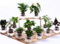 现在流行水培植物了！快来看看哪些植物适合水培吧！
