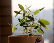 植物中的舞蹈家--跳舞草为什么会跳舞？原来是这些让它跳舞哦