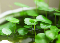  小巧可爱的铜钱草怎么养呢?铜钱草养殖方法介绍!