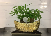 养的发财树发黄怎么办?跟我一起学几招，让发财树发黄的叶子恢复葱郁吧!