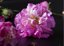 芙蓉花的花语是什么?芙蓉花可不仅只有美艳的外观，其花语也是十分的美好哦