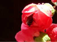想知道日本海棠花的扦插方法吗?掌握这几点日本海棠轻松繁殖成