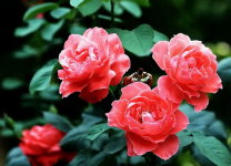 月季花品种大全介绍！月季家族中你认识几种呢？