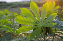 花叶木薯怎么养？这些养护要点掌握好了就能养好花叶木薯！