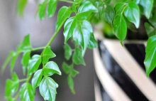 平安树怎么养?家中种植平安树一定要注意这几点！
