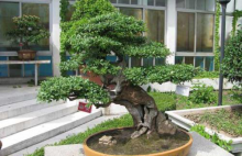 榕树盆景怎么养才能枝繁叶茂?掌握这些技巧榕树盆景才能长得好!