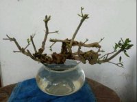 春花树有什么作用？看上去普普通通的春花树有其实有很多作用和价值！