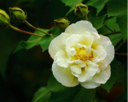 芙蓉花什么时候开?芙蓉花的花期有多长?这个时候芙蓉花盛开最多！