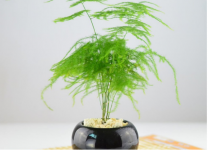 文竹怎么换盆?文竹换盆的几个小秘密带你一探究竟!