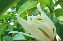 白兰花的花语是什么?优雅独特的白兰花又有哪些作用呢?