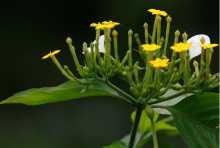 玉叶金花的花语是什么?玉叶金花虽然花朵极其高调的绽放，但寓