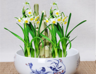 知道水仙花有什么意义吗?关于水仙花的传说大公开!