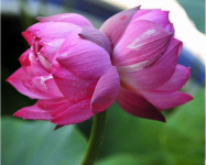 并蒂莲的花语是什么?并蒂莲的凄美传说你听过了吗?