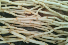 白茅根的作用是什么？它不但可以止血抗菌，治疗急性肾炎肝炎均有效果!