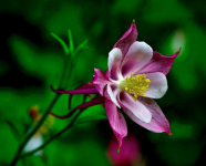 你知道有哪些好听的花名吗？这些花你又是否喜欢呢？