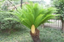 没听说过苏铁这种植物？一分钟带你了解苏铁是什么植物！