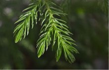 ​异叶南洋杉价格多少？一分钟教会你选择哪个价位的异叶南洋杉！