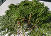 侧柏叶有哪些功效和作用?不看不知，侧柏叶居然还有如此之奇效!