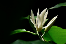 白兰花怎么养?白兰花简单易学的养殖指南大放送!