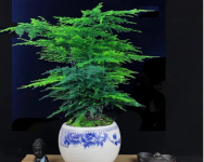 文竹是否可以放在卧室？看完这些就能科学摆放文竹了！