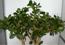 燕子掌怎么修剪?掌握这些细节，修剪后的燕子掌既美观又长得快