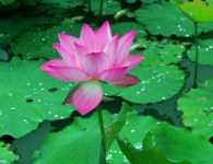 你知道夏天开的花有哪些吗？炎炎夏日我们也有这些花可以观赏哦！