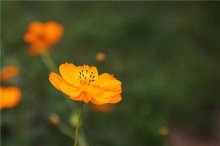 硫华菊的花语是什么？看来美丽的花朵都有美丽的花语！