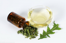 蒲公英茶可以每天喝吗?蒲公英茶服用的注意事项介绍！