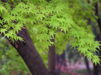 青枫与红枫就是同一种树吗?了解了这些就能很容易地区分青枫与红枫!