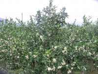 砂糖橘树几月开花?砂糖橘树的盛花期是在什么时候?