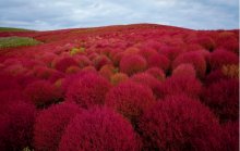 地肤红可以种水里吗？一分钟带你了解地肤红新种法！