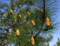 松树会开花吗？松树开花后结的果实原来是它啊！