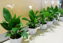 室内净化空气的植物有哪一些?你养对了吗？