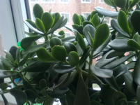 燕子掌几年开花？一般需要4-6年，养护得当可以缩短等待时间!
