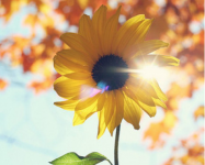 太阳花的花语是什么?太阳花为什么总是向着太阳?