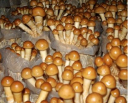 滑子蘑怎么保存?学会这个方法就可以放心屯滑子蘑了!