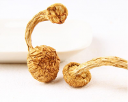 滑子蘑怎么种出来的?种植滑子蘑需要注意什么?