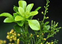 米兰花多少钱一盆?打探了行情告诉你米兰花的市场价!