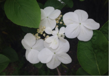 琼花和绣球花有什么区别?带你了解琼花和绣球花的各种不同！