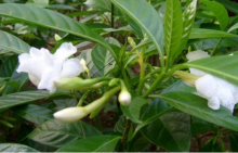 狗牙花黄叶掉叶怎么办？这几招让你的狗牙花不再黄叶掉叶！