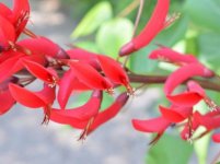  龙牙花果实可以吃吗？龙牙花虽然好看但千万要注意它的果实！