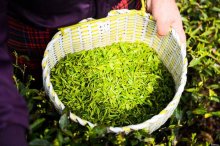 茶叶鉴别方法是什么？这些最基本的方法就可以鉴别出好茶！