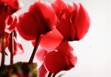 兔耳花是什么植物?它有毒吗?不懂的看这里！